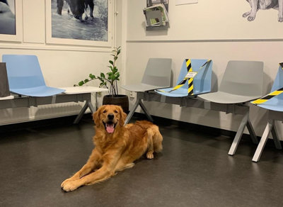 En hund som väntar i väntrummet